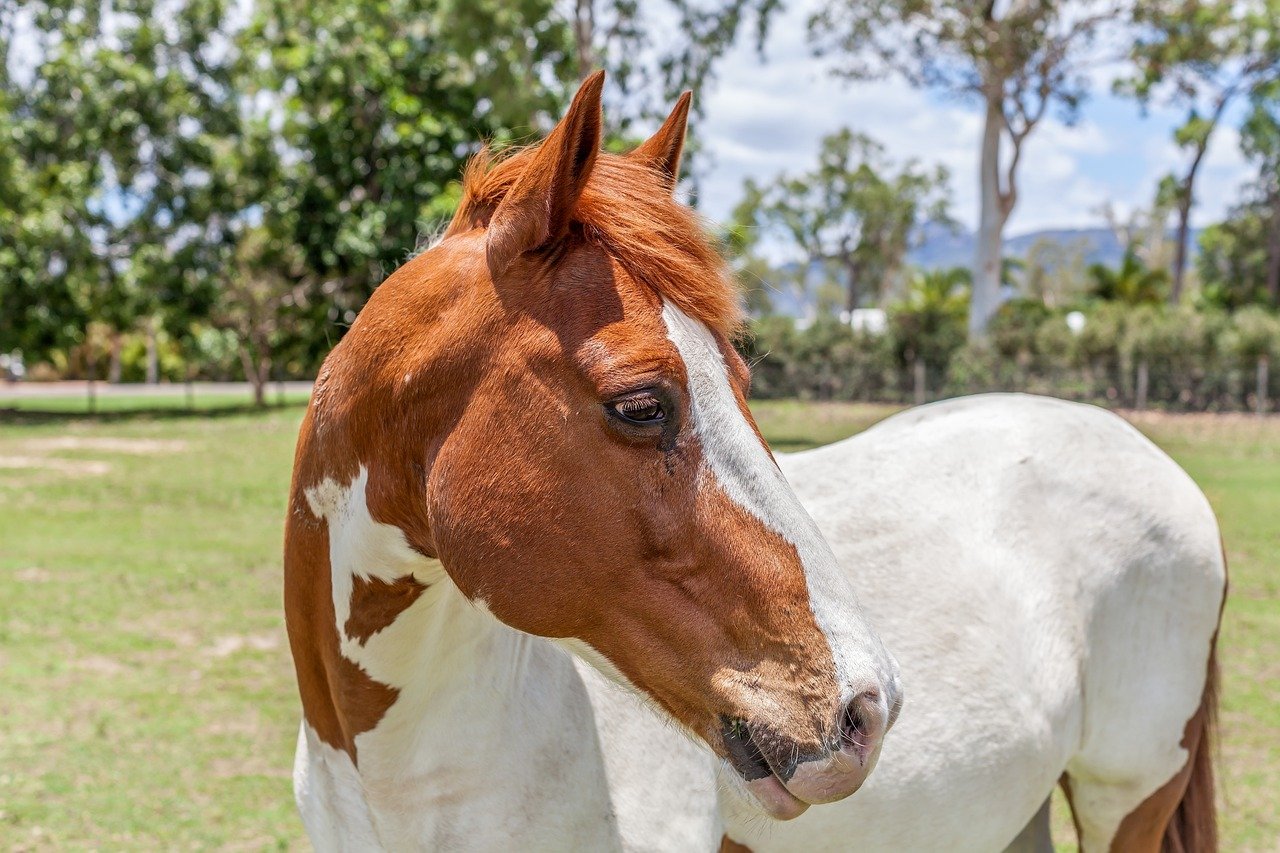Paint Horse (image credits: pixabay)
