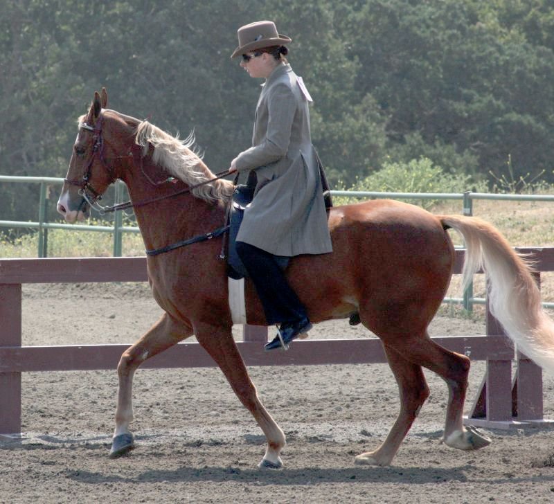 Tennessee Walking Horse (image credits: wikimedia)