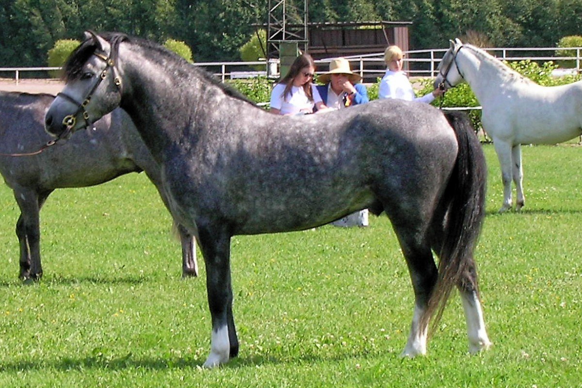Welsh Pony (image credits: wikimedia)