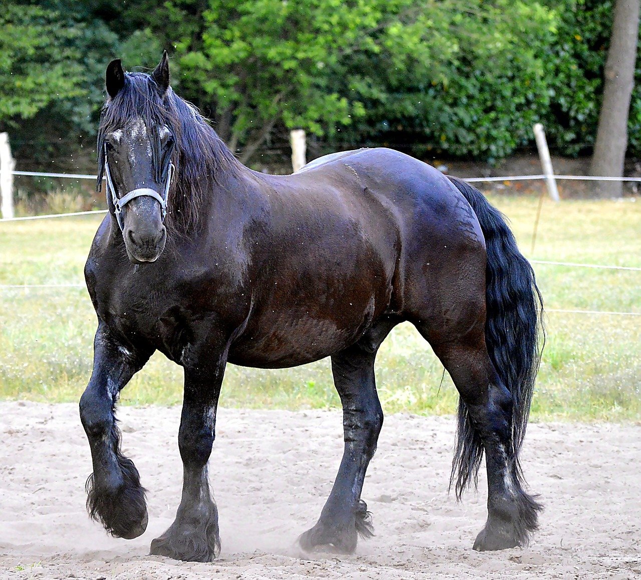 Friesian (image credits: pixabay)