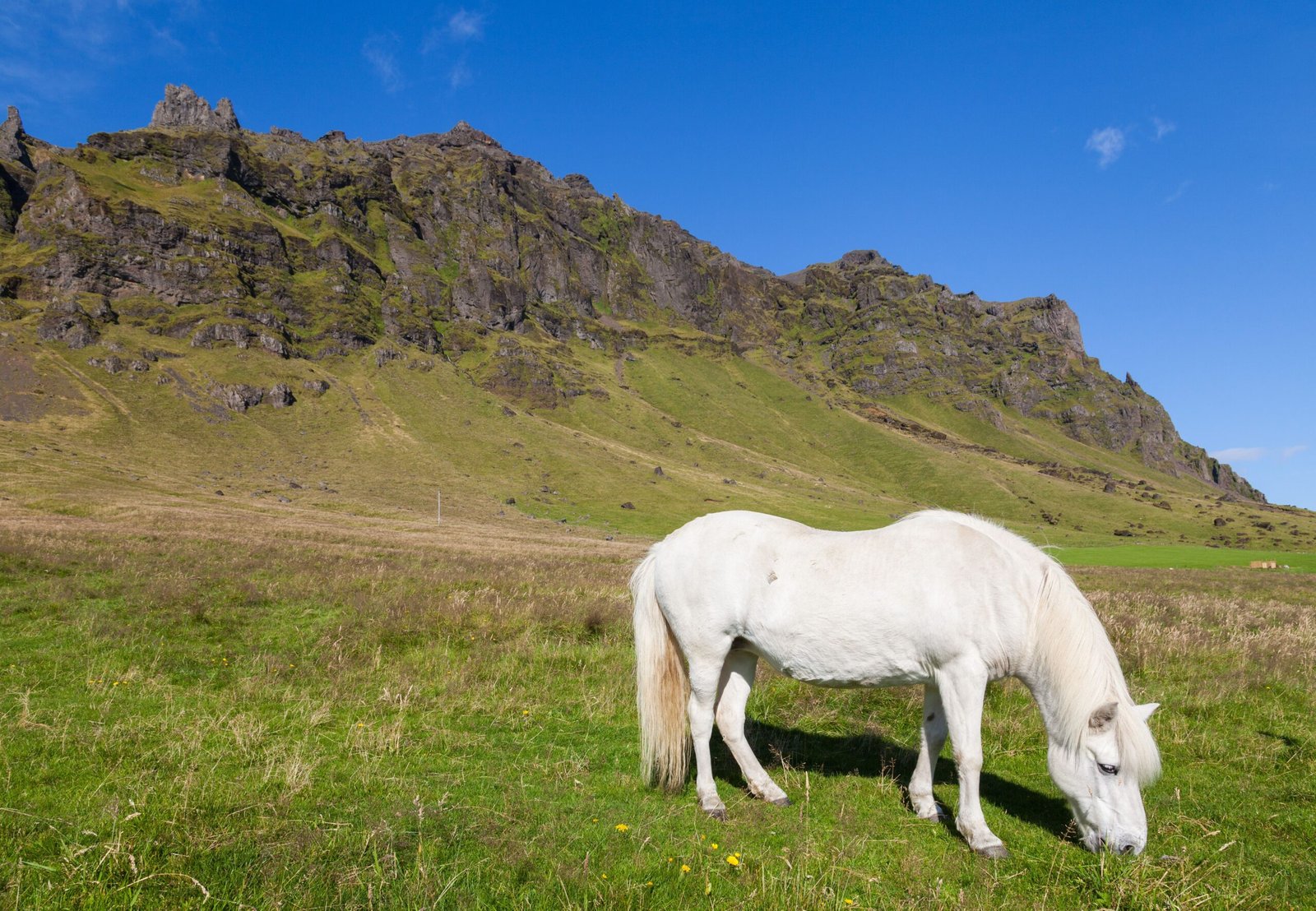 Icelandic Horse (image credits: wikimedia)