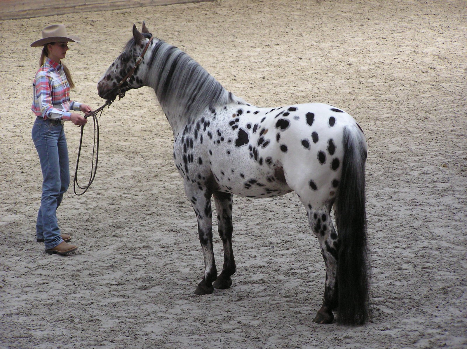 10 Horse Breeds That Are Easiest to Train for Beginners