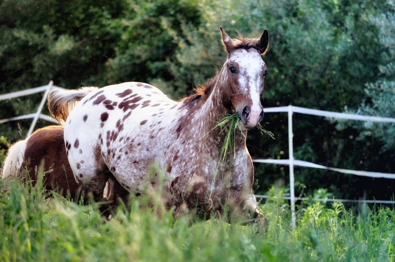 Appaloosa: The Spotted Companion (image credits: pixabay)