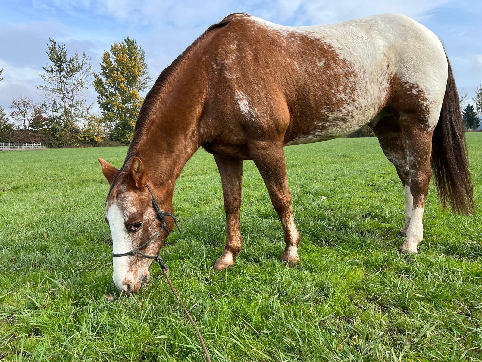 Pony of the Americas: A Child-Friendly Choice (image credits: wikimedia)