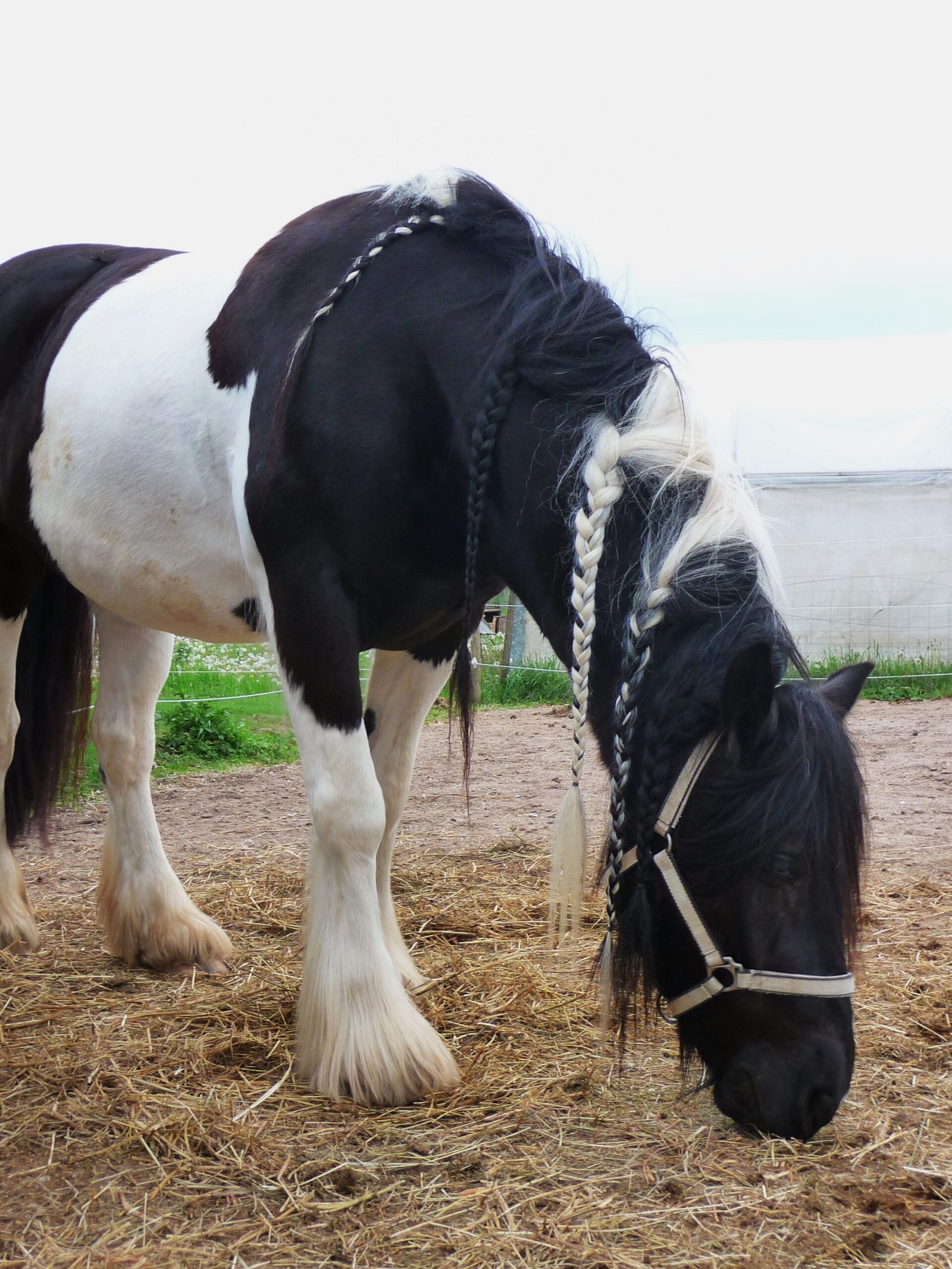 Irish Cob: The Reliable Steed (image credits: wikimedia)