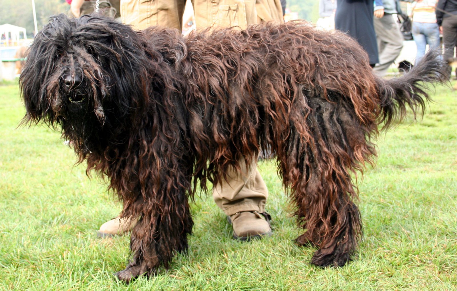 Bergamasco Shepherd: The Wooly Coat (image credits: wikimedia)