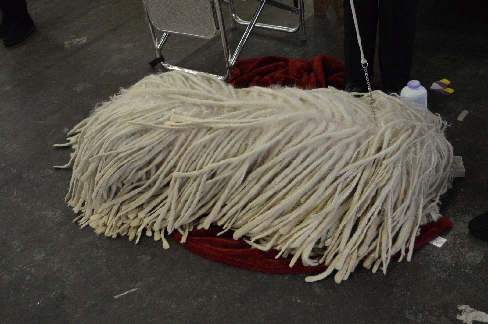 Komondor: The Dreadlocked Guardian (image credits: wikimedia)