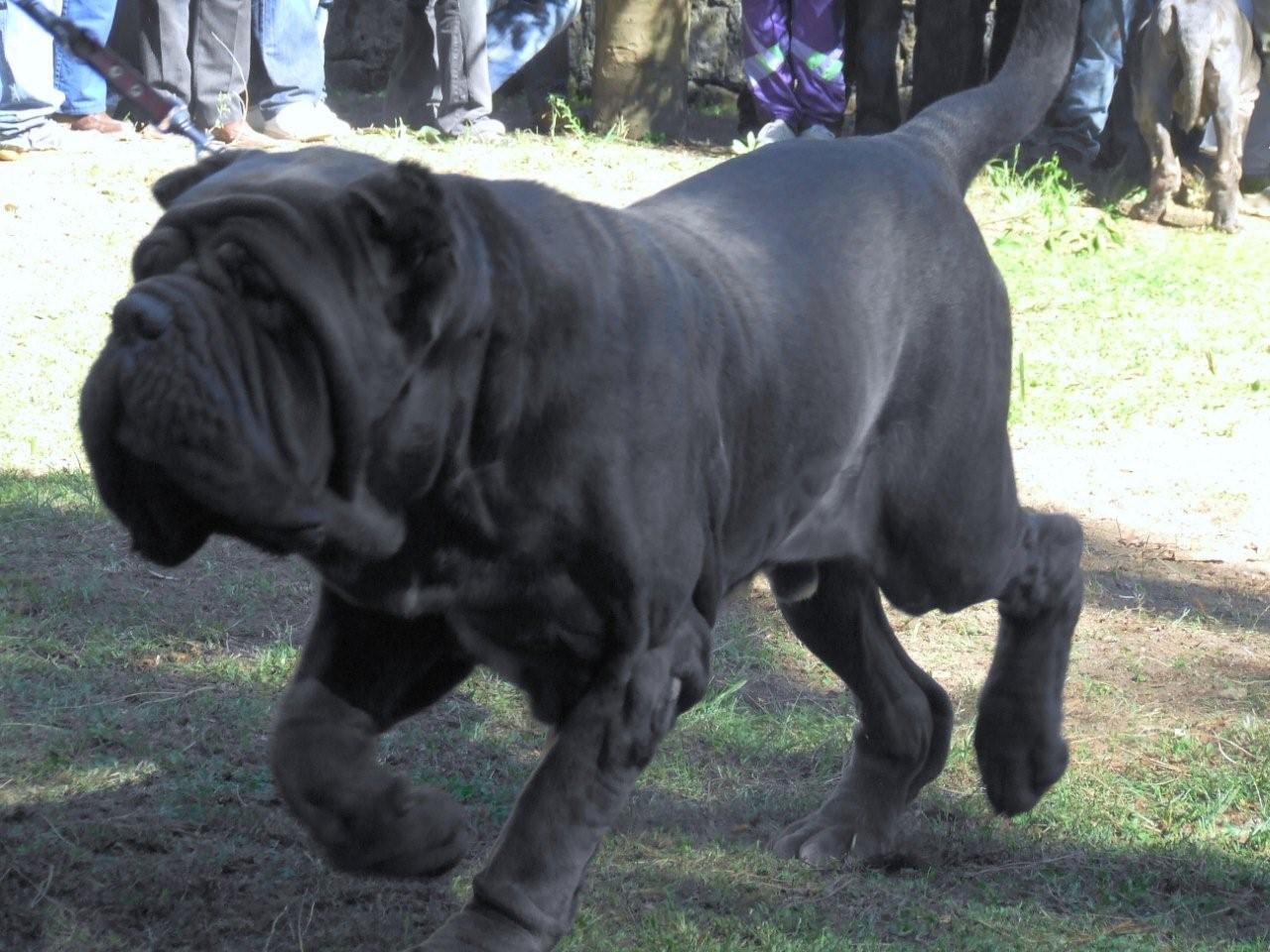 Neapolitan Mastiff: The Majestic Wrinkler (image credits: wikimedia)