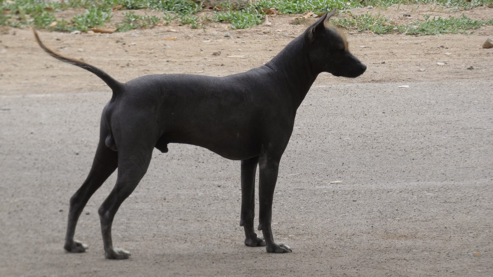 Xoloitzcuintli: The Ancient Hairless (image credits: wikimedia)