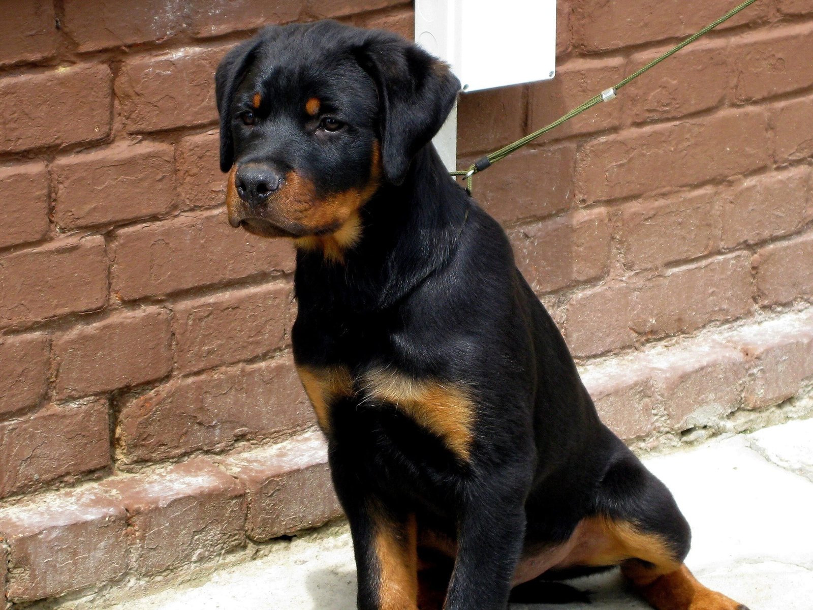 Rottweiler: The Loyal Protector (image credits: wikimedia)