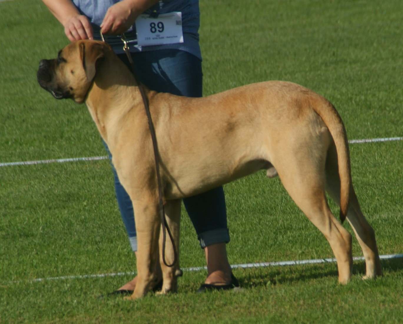 Bullmastiff: The Courageous Guardian (image credits: wikimedia)