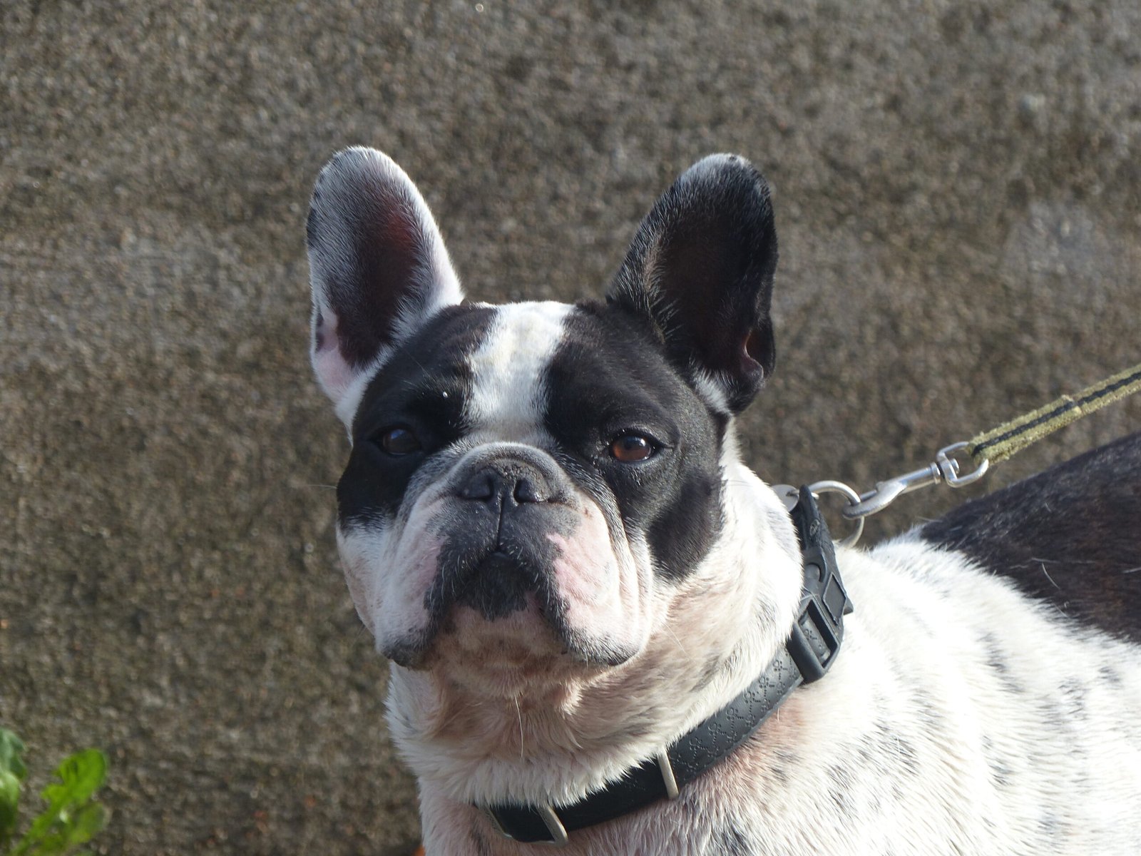 French Bulldogs: The Urban Charmers (image credits: wikimedia)