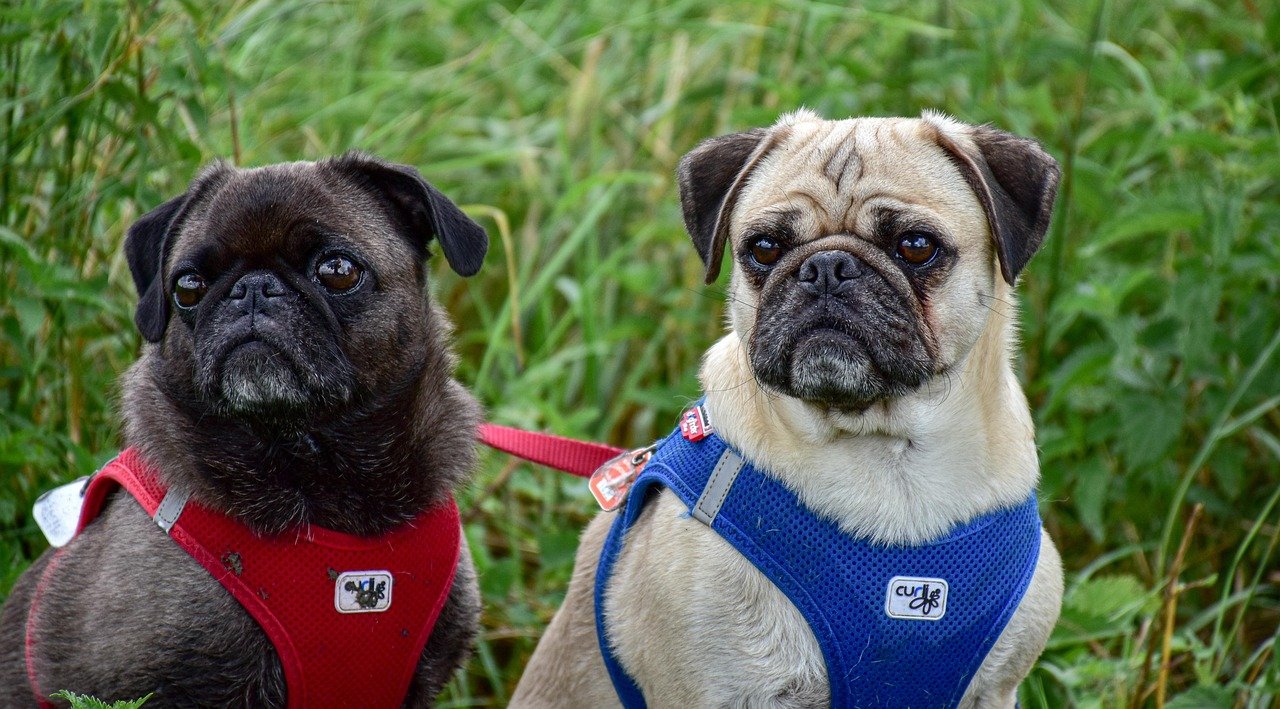 Pugs: The City Clowns (image credits: pixabay)