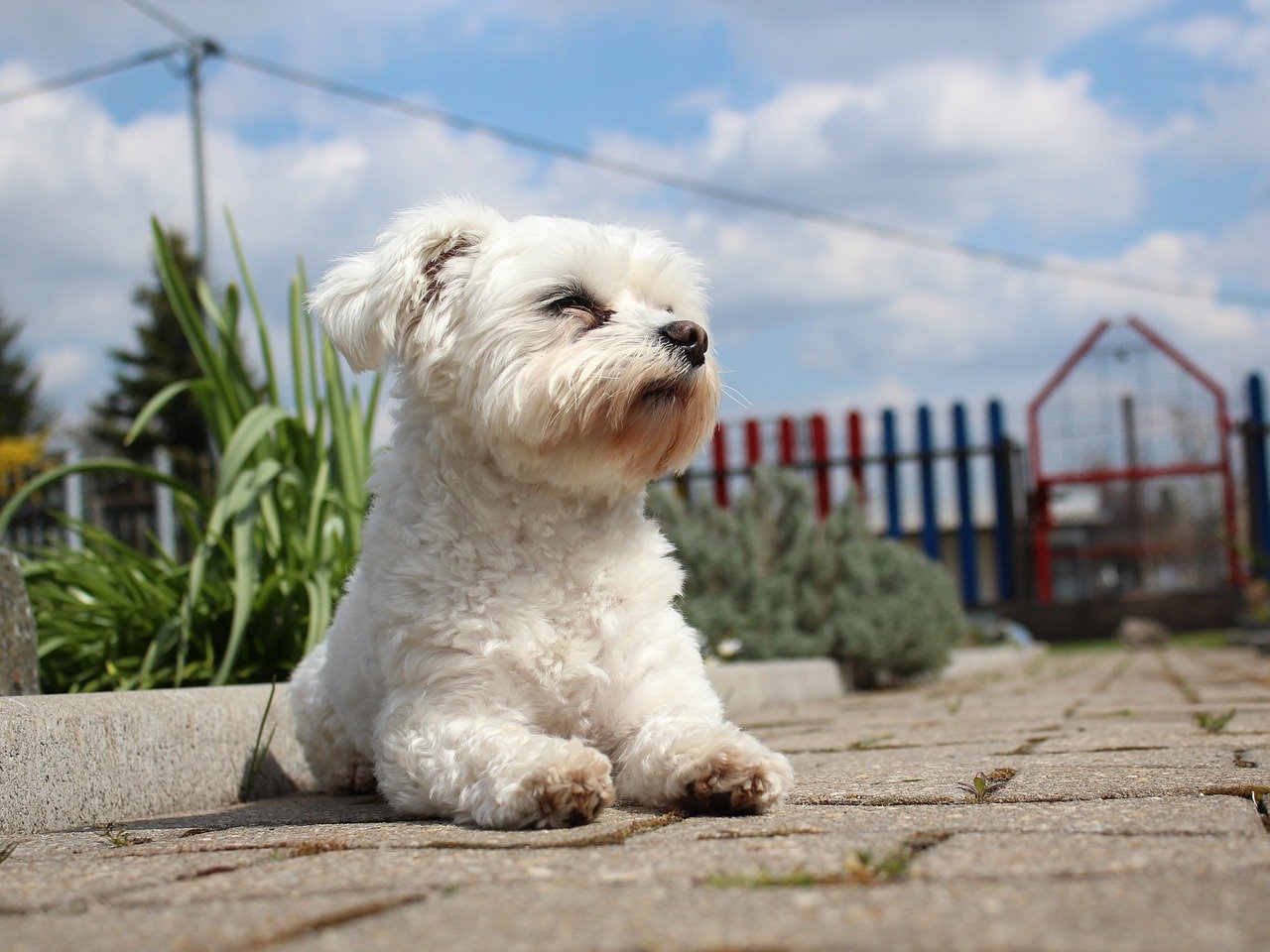 Maltese: The Urban Beauties (image credits: pixabay)