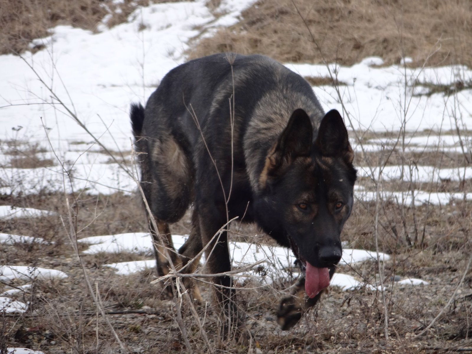 German Shepherds: The Trailblazing Guardians (image credits: wikimedia)
