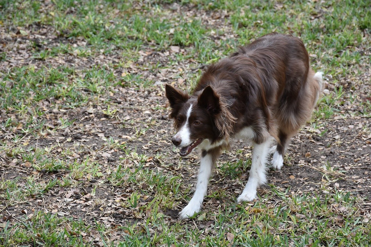 Border Collies: The Trailblazing Geniuses (image credits: pixabay)