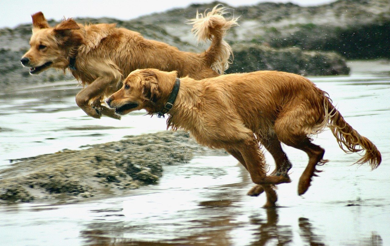 Golden Retrievers: The Loyal Trail Companions (image credits: pixabay)