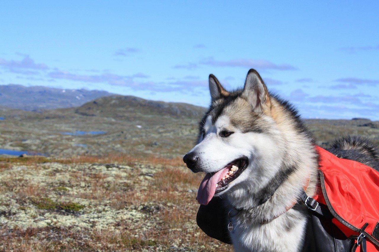 Alaskan Malamutes: The Adventure Companions (image credits: pixabay)
