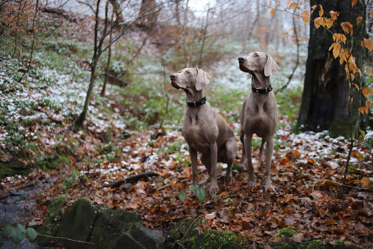 Weimaraners: The Spirited Trail Blazers (image credits: pixabay)