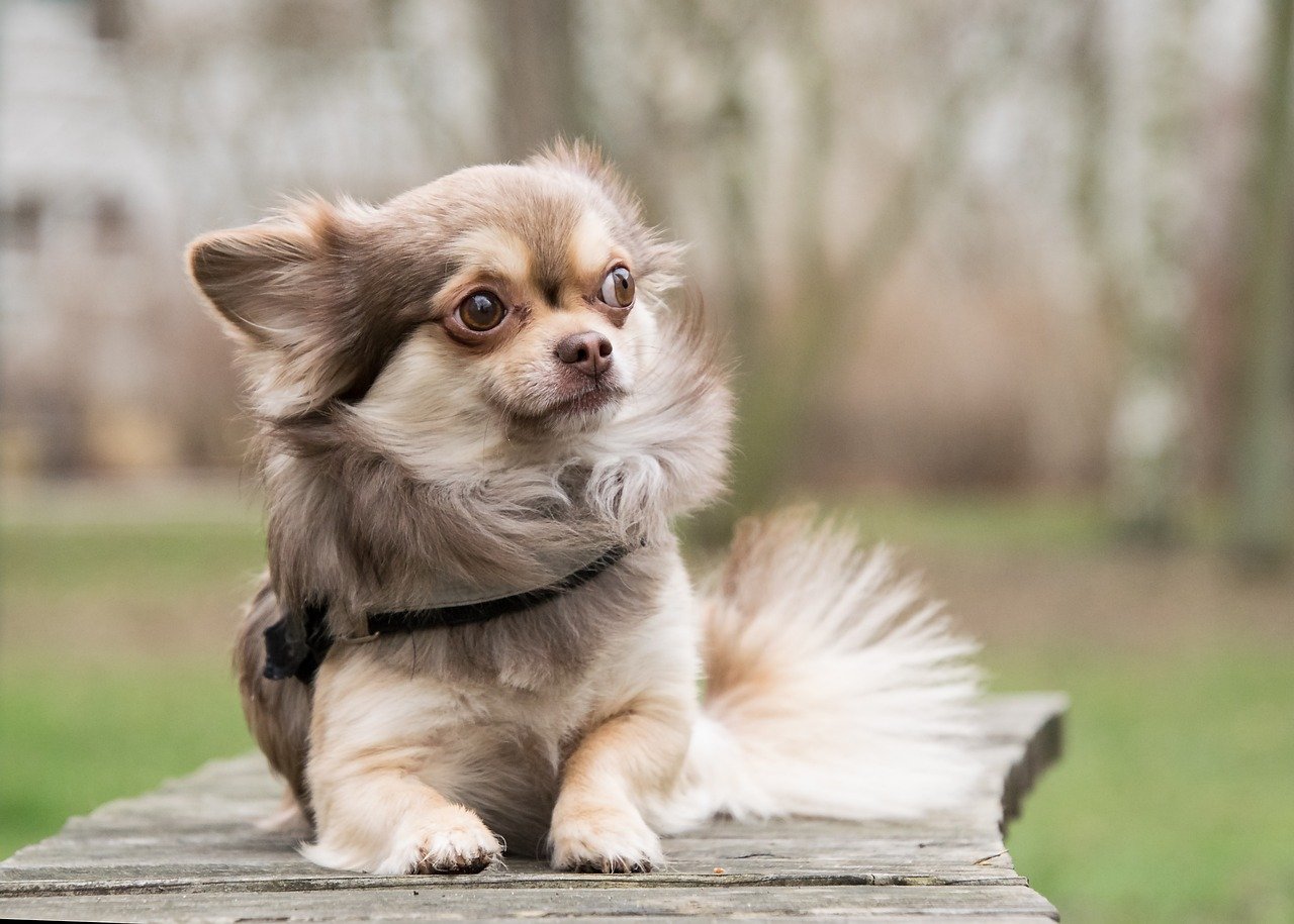 10 City-Friendly Dog Breeds That Love Urban Adventures (And 10 That Prefer a Trailblazing Hike)