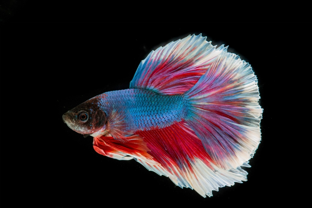5. Betta Fish: Colorful and Peaceful (image credits: rawpixel)
