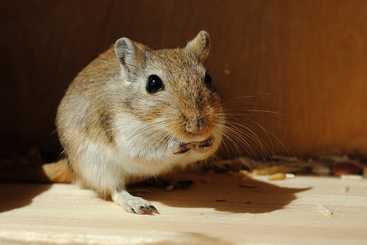 6. Gerbils: Energetic and Sociable (image credits: pixabay)