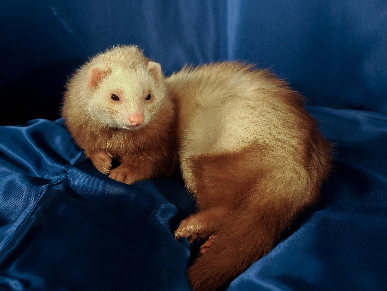 8. Ferrets: Playful and Curious (image credits: pixabay)