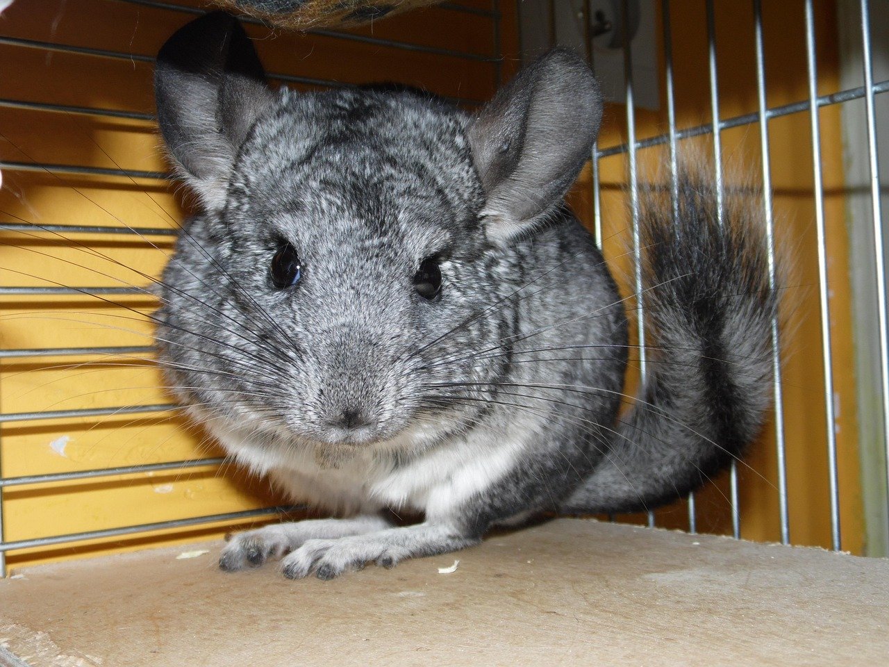 9. Chinchillas: Soft and Active (image credits: pixabay)