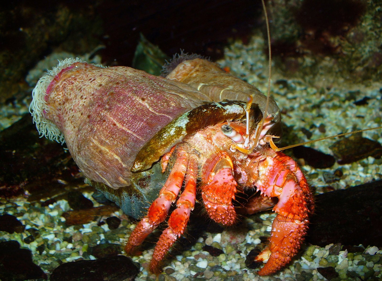 10. Hermit Crabs: Quirky and Low Maintenance (image credits: wikimedia)