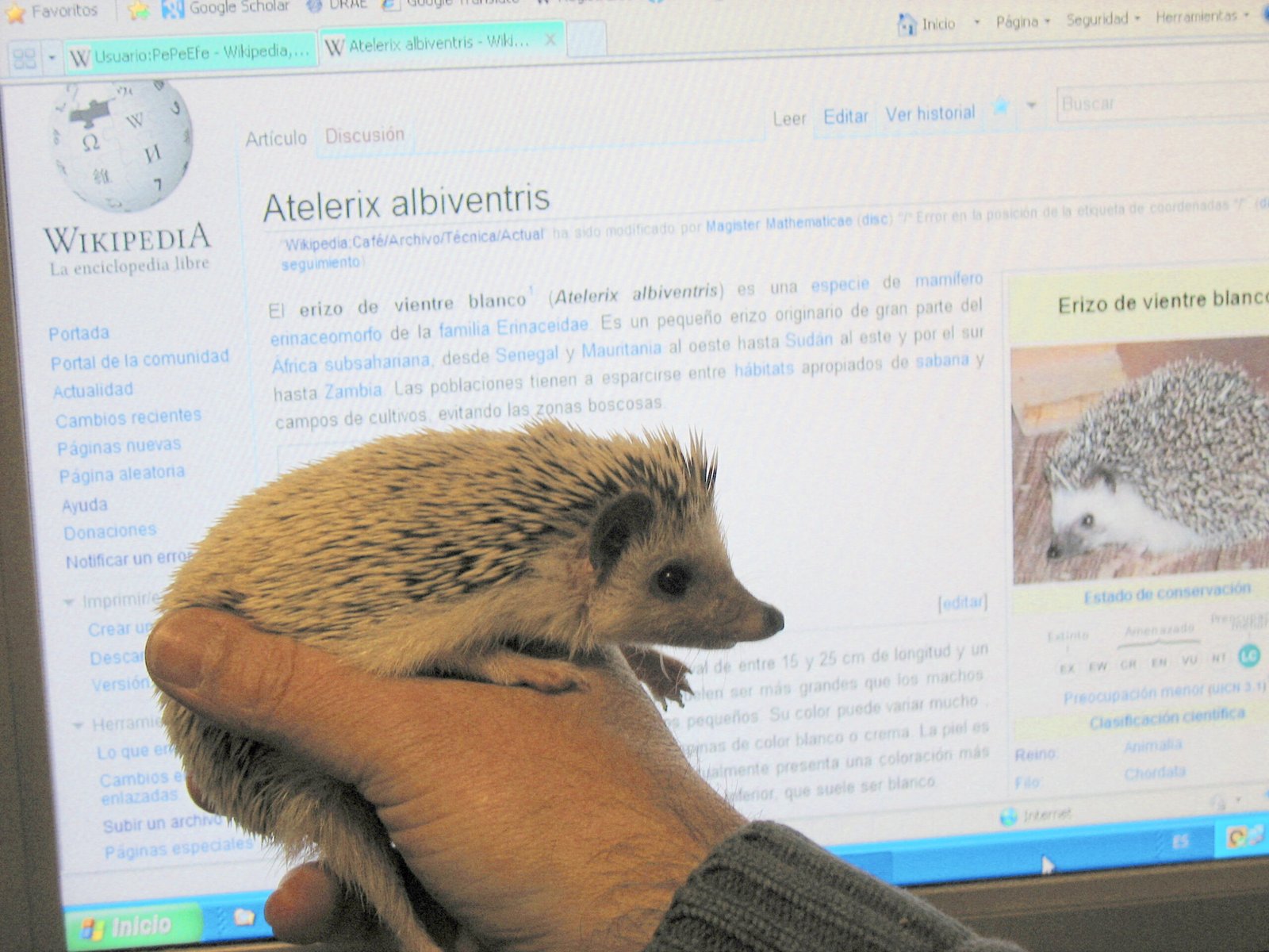11. African Pygmy Hedgehogs: Unique and Adorable (image credits: wikimedia)