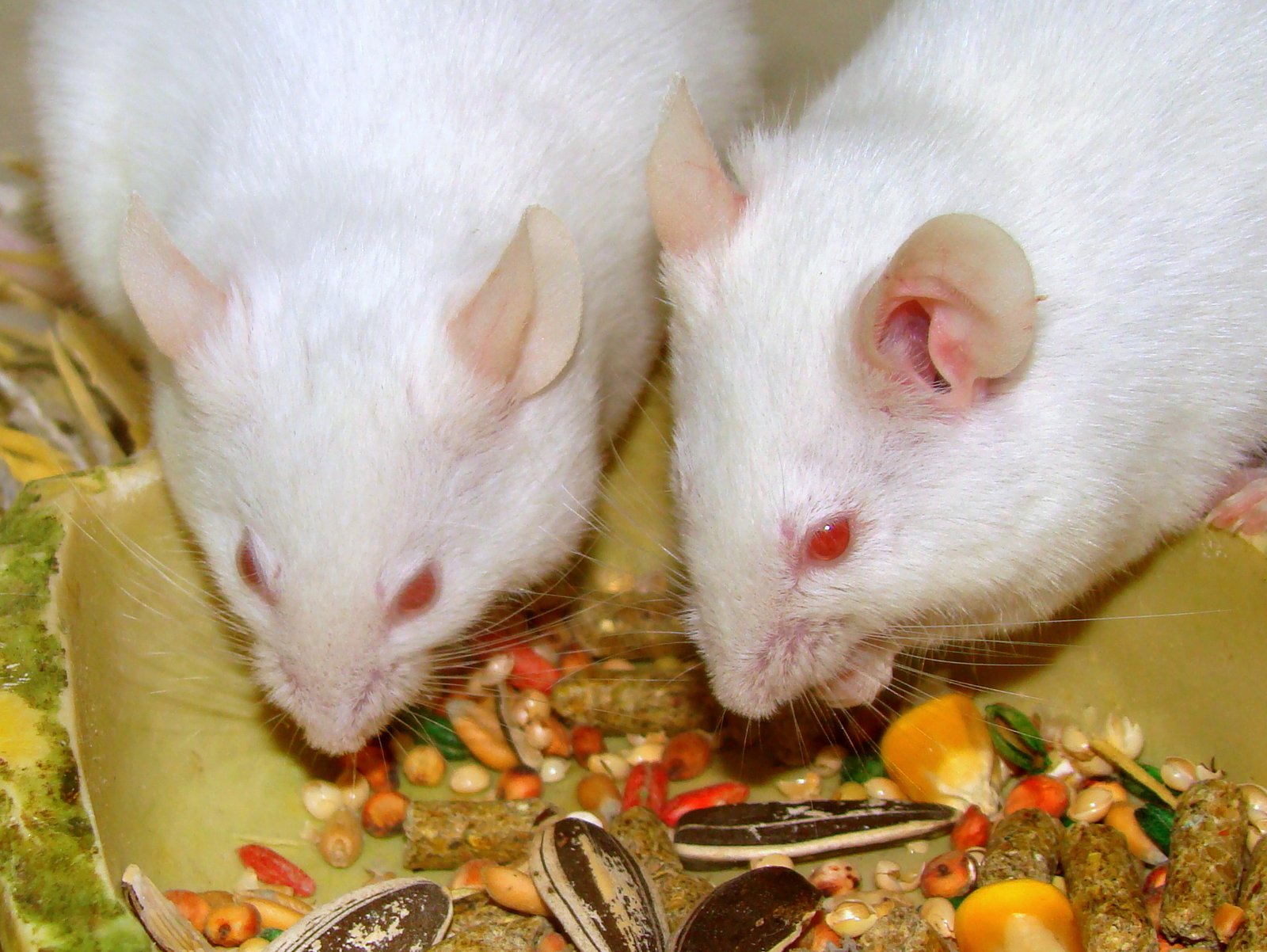 12. Mice: Tiny and Playful (image credits: wikimedia)