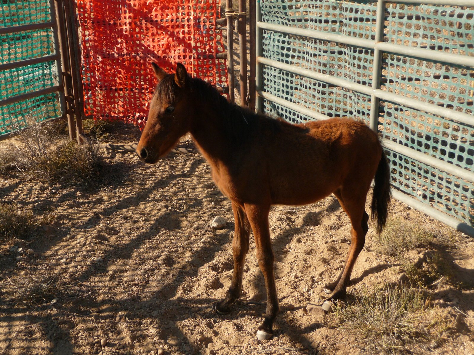 Understand Your Horse’s Dietary Needs (image credits: wikimedia)