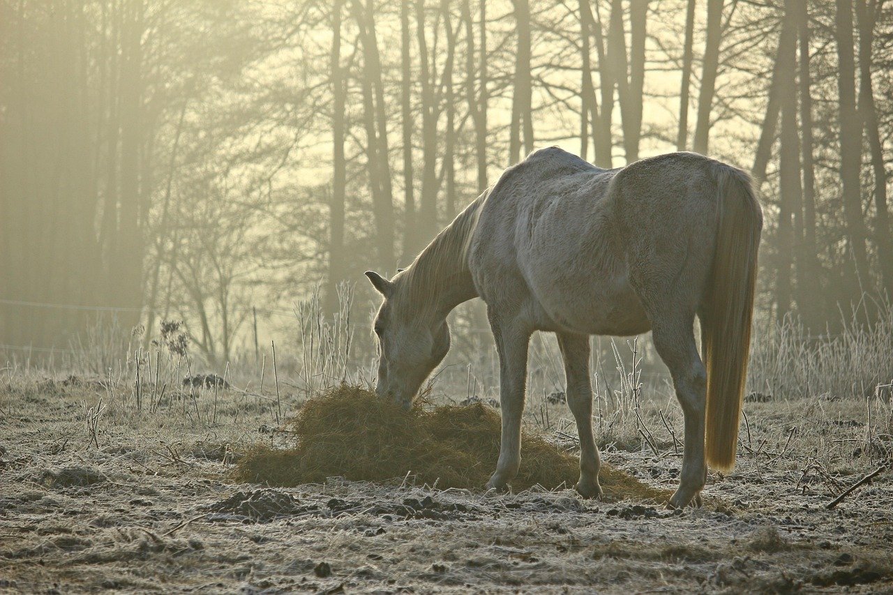 Maintain a Consistent Feeding Schedule (image credits: pixabay)