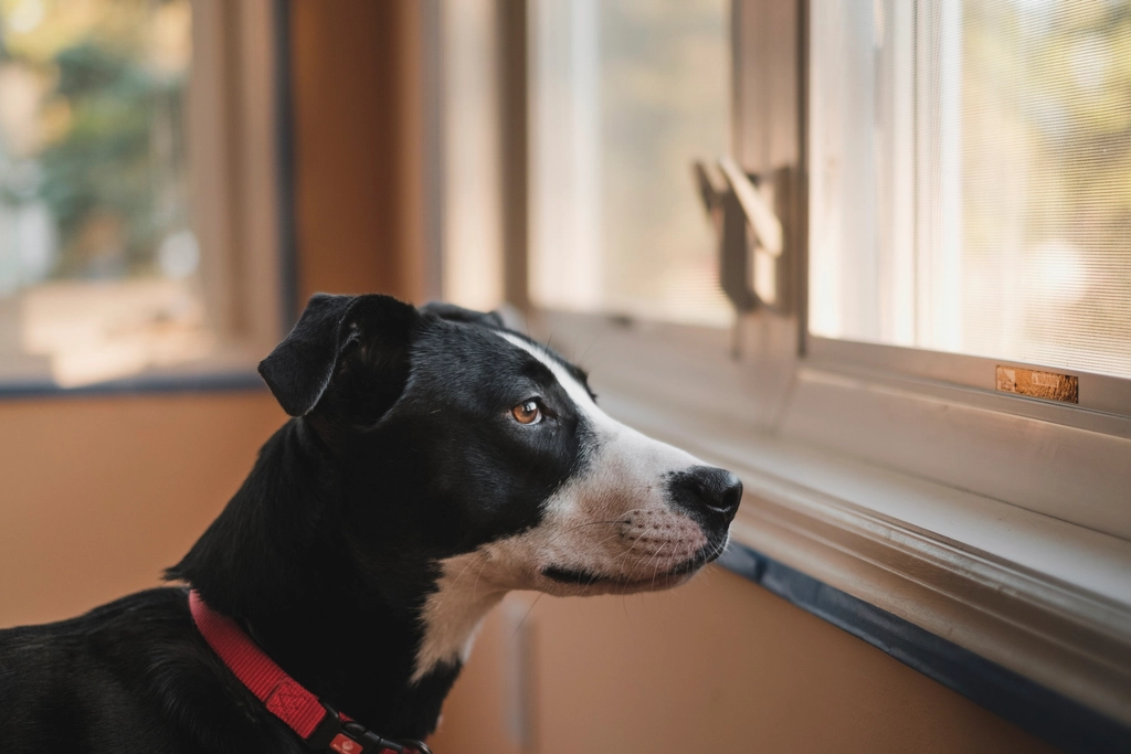 Understanding Canine Communication (image credits: rawpixel)