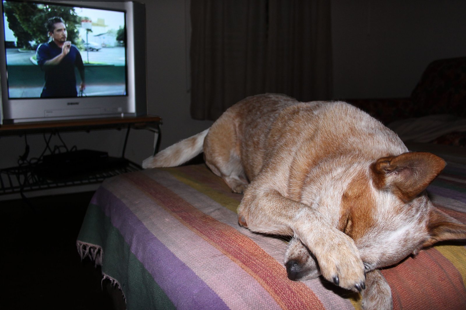 Assessing Your Dog’s Health (image credits: wikimedia)