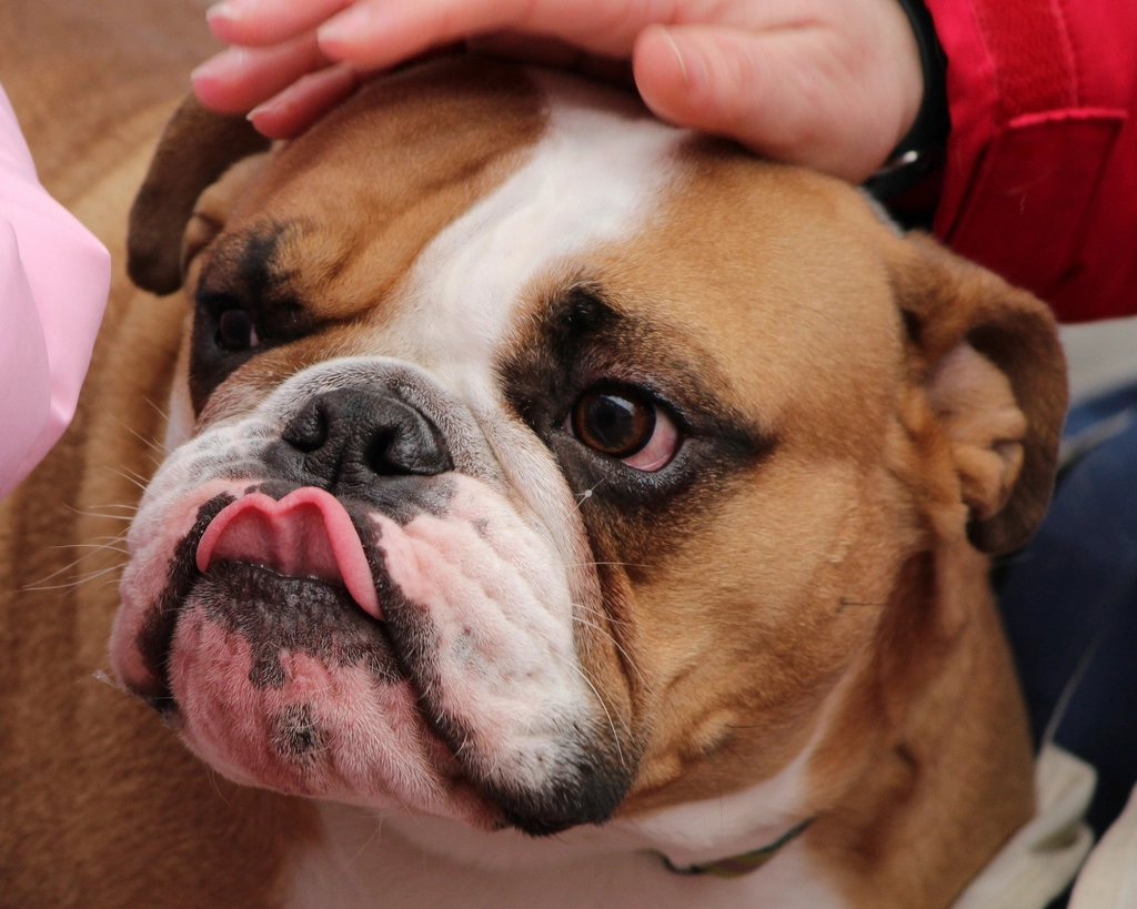 Understanding Your Dog’s Personality (image credits: rawpixel)