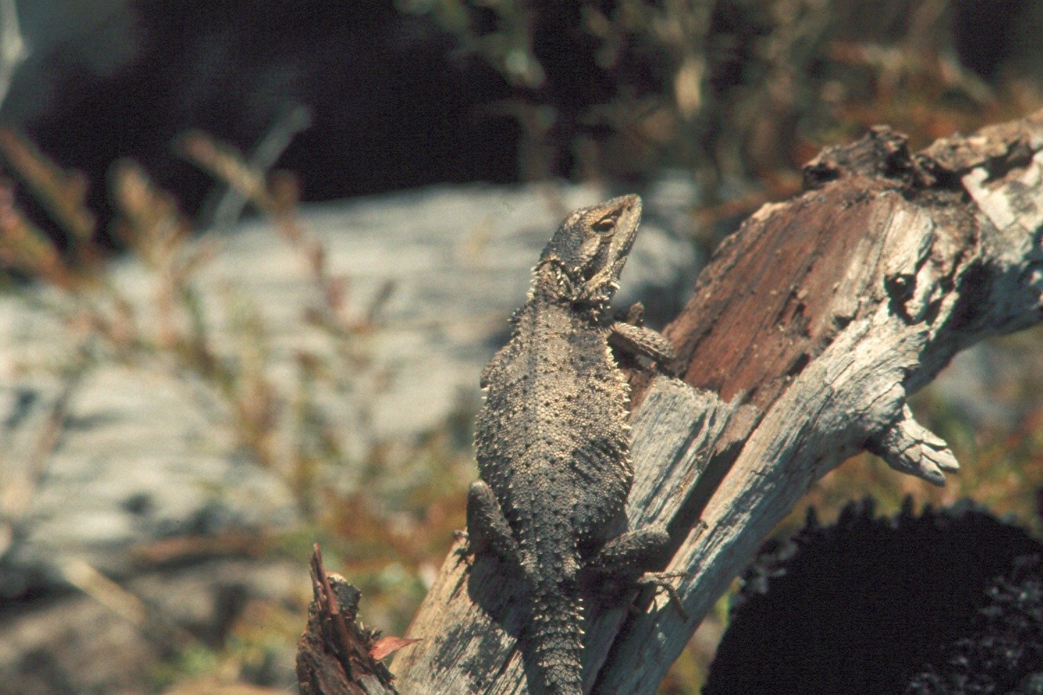Add Diverse Climbing Opportunities (image credits: wikimedia)