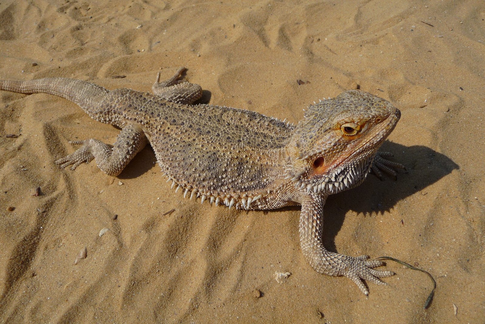 Include a Variety of Substrates (image credits: wikimedia)