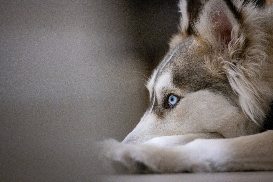 1. Siberian Husky (image credits: stocksnap)