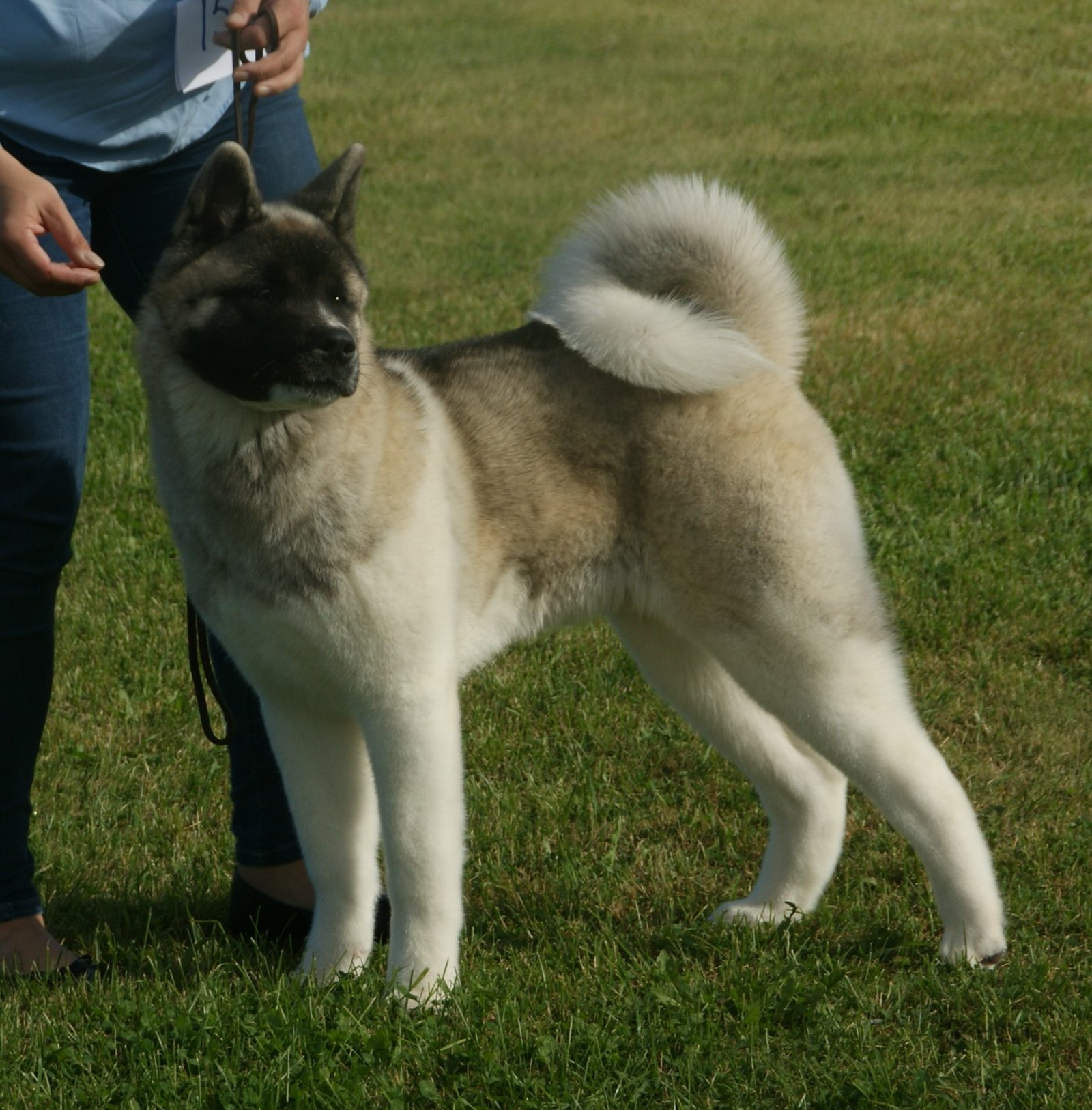 The Bond Between Akitas and Their Owners (image credits: wikimedia)