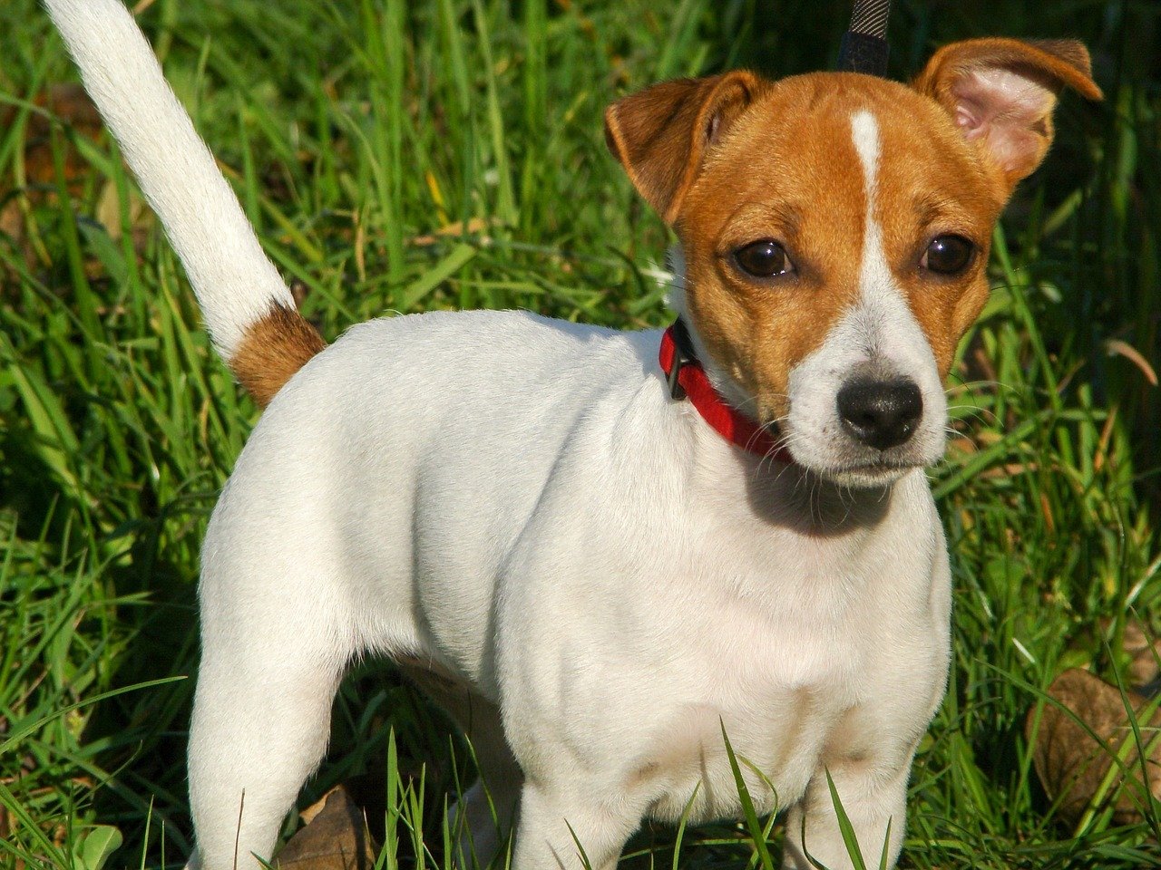 Jack Russell Terrier: The Spirited Leader (image credits: pixabay)