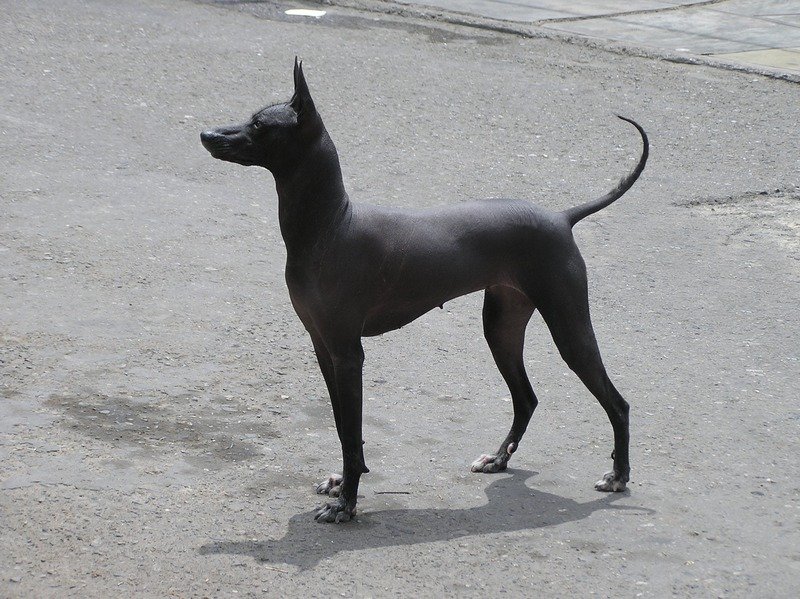 Peruvian Inca Orchid: The Hairless Wonder (image credits: wikimedia)