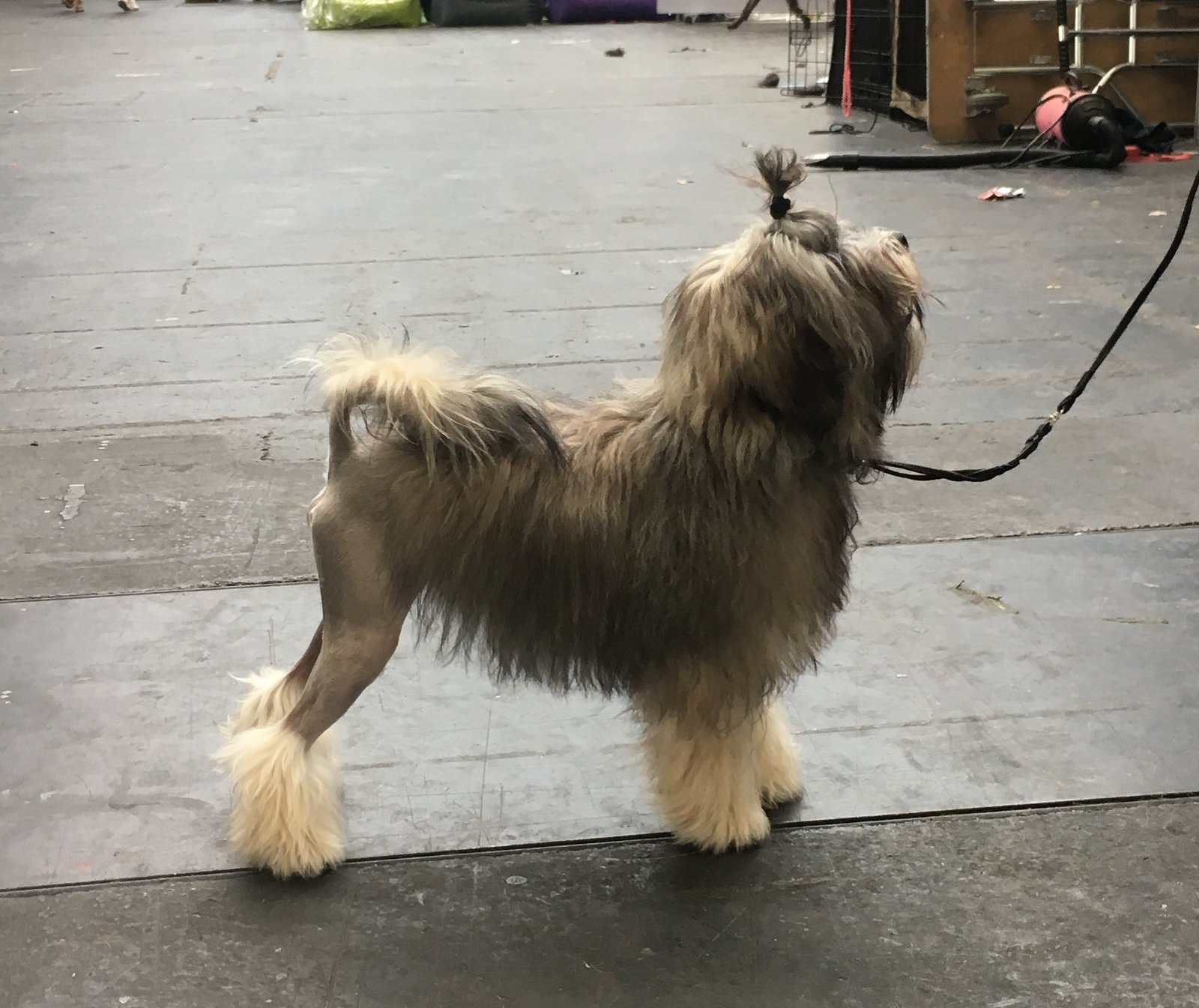 Löwchen: The Little Lion Dog (image credits: wikimedia)