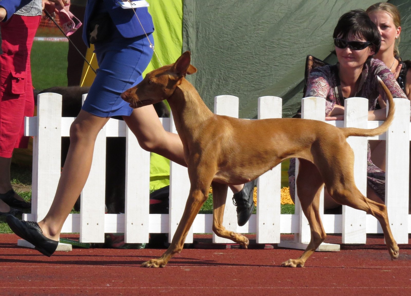 Pharaoh Hound: The Ancient Egyptian Sighthound (image credits: wikimedia)