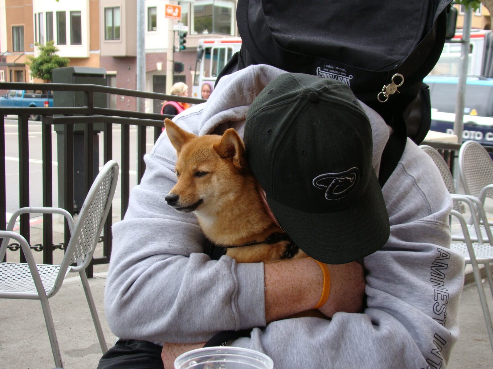 3. Shiba Inu: Independent Yet Loyal (image credits: wikimedia)