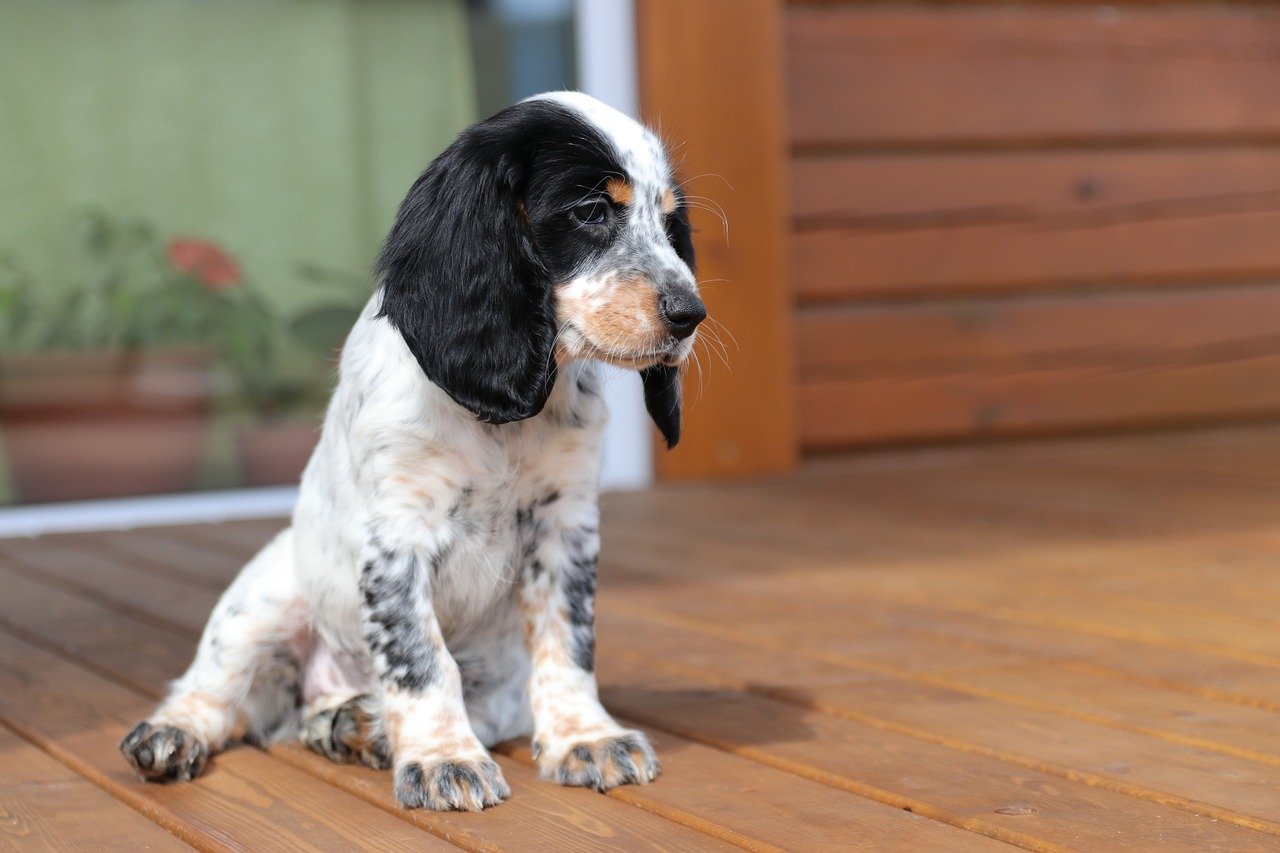 14. Cocker Spaniel: The Sociable Companion (image credits: pixabay)