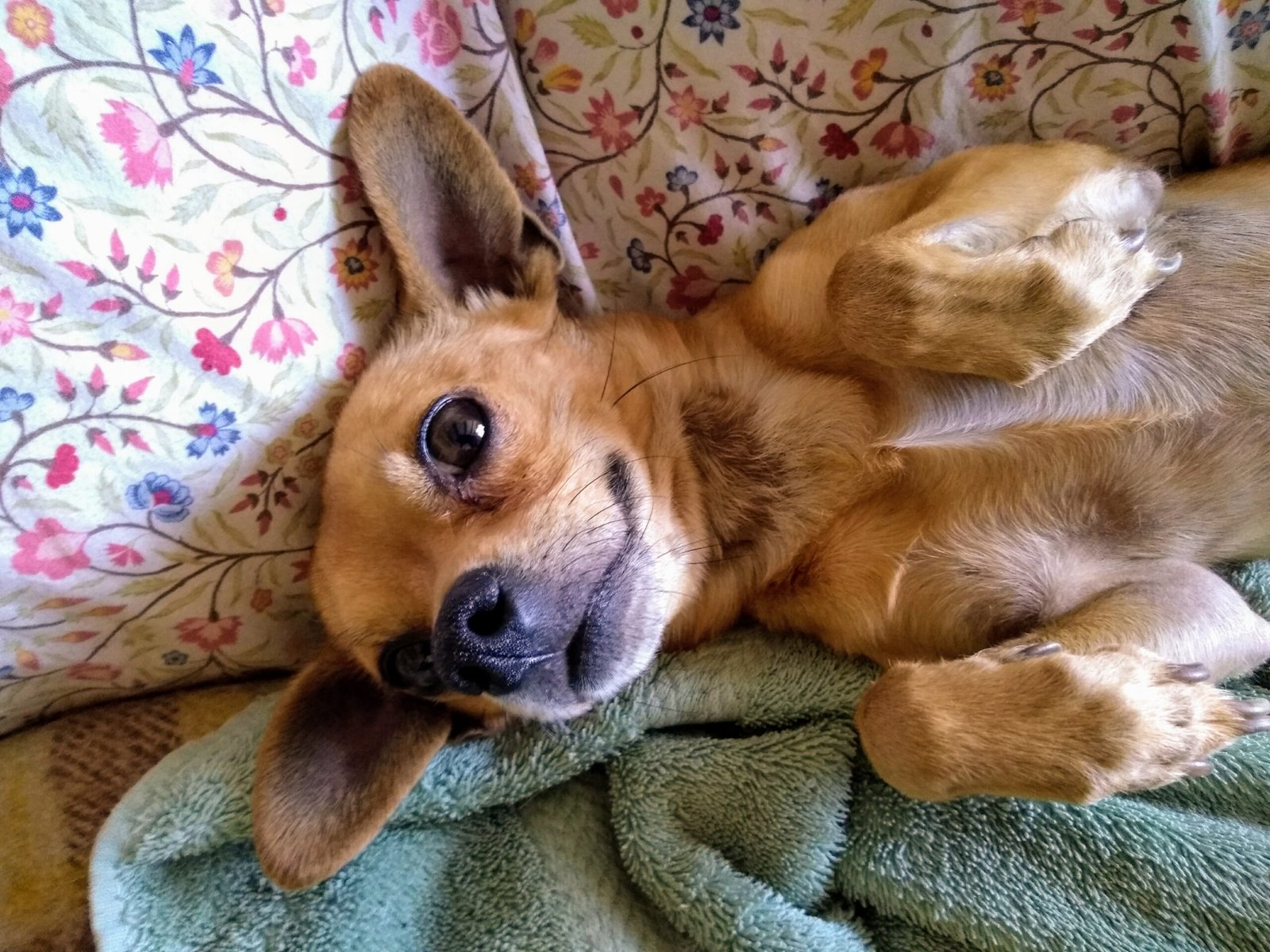 Chihuahua: The Spirited Independent (image credits: wikimedia)