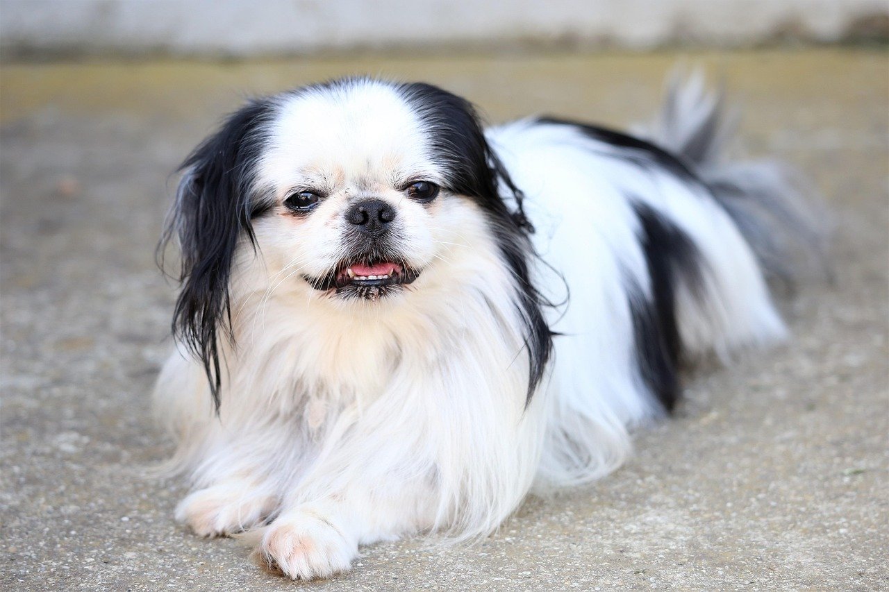 Teacup Japanese Chin (image credits: pixabay)