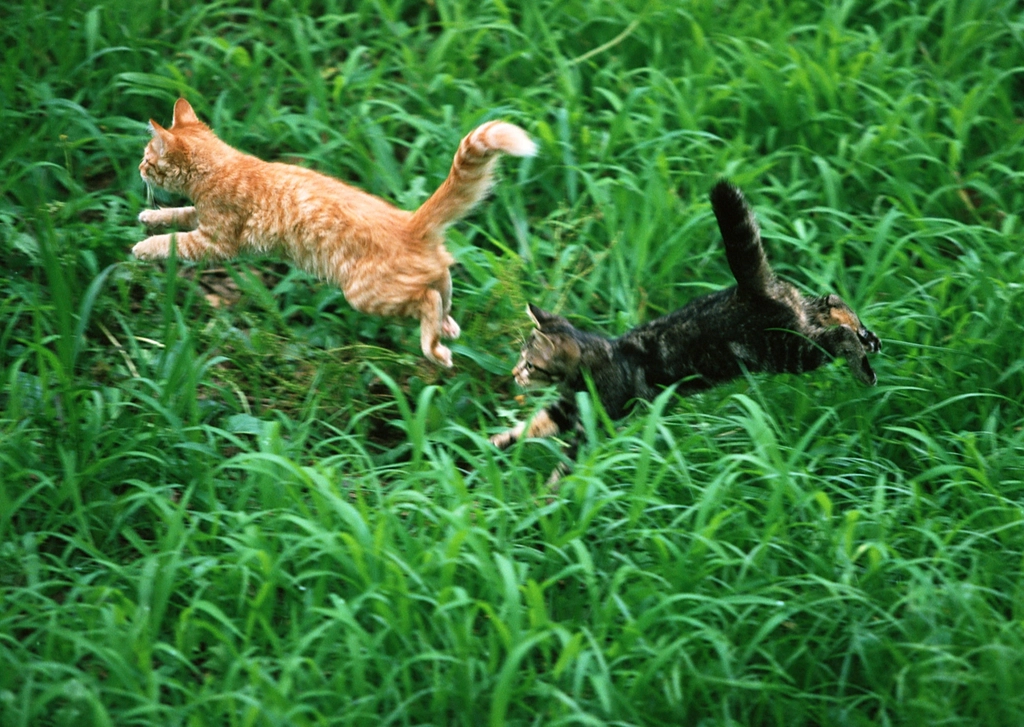 The Midnight Zoomies (image credits: rawpixel)