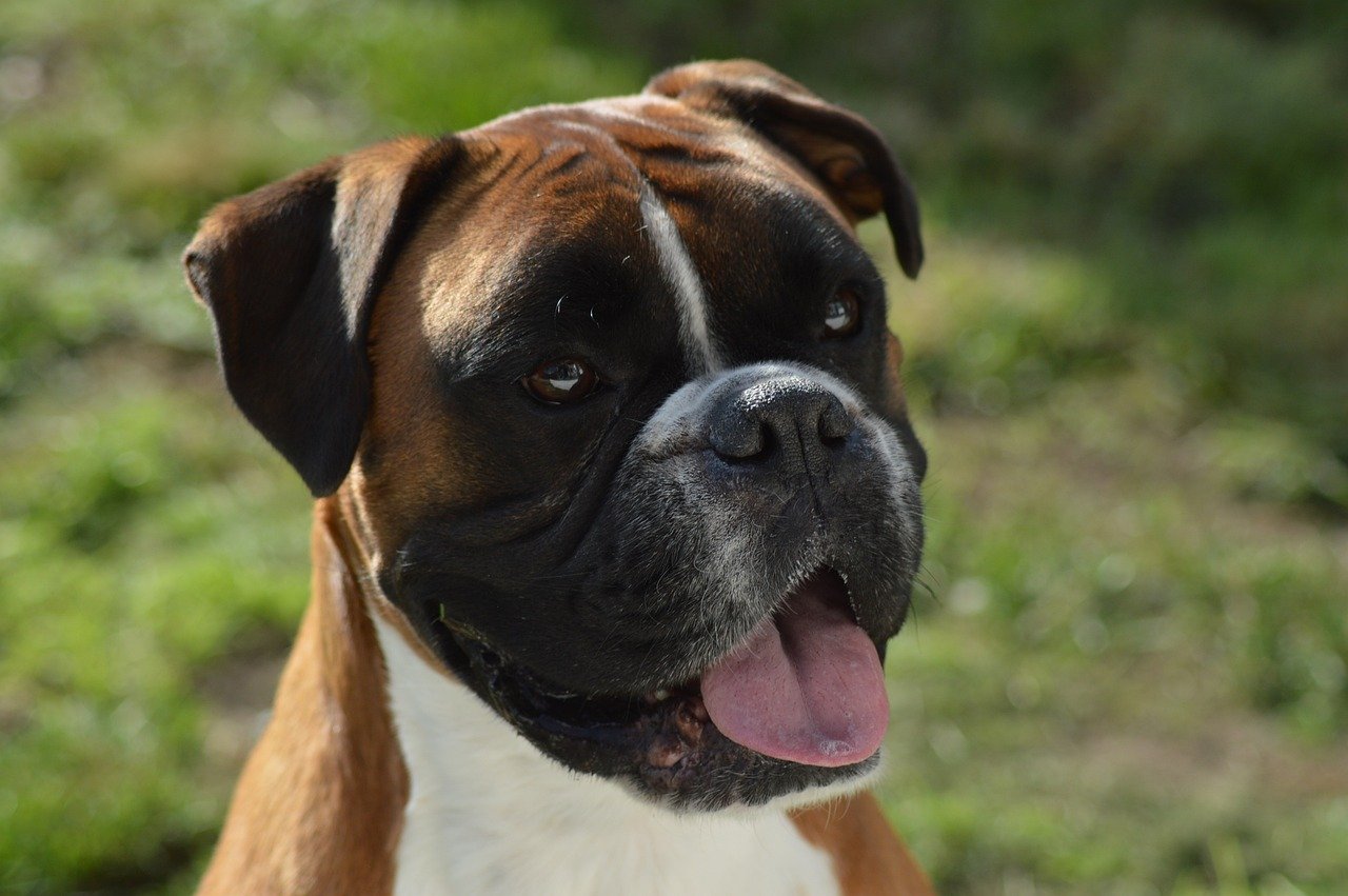 Boxer: The Energetic Entertainer (image credits: pixabay)
